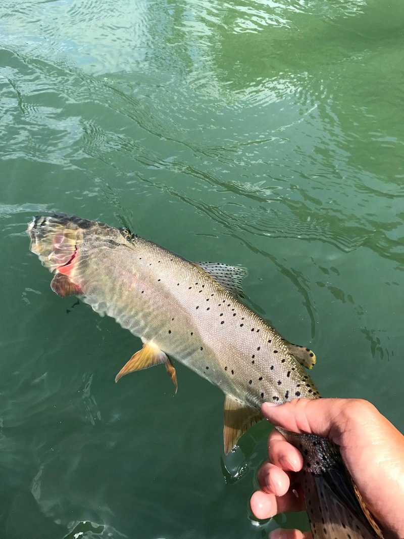 Fishing guide Brock Dixon releases a Bonneville cutthroat trout. A five-year effort has introduced the Bonneville to Arkansas.