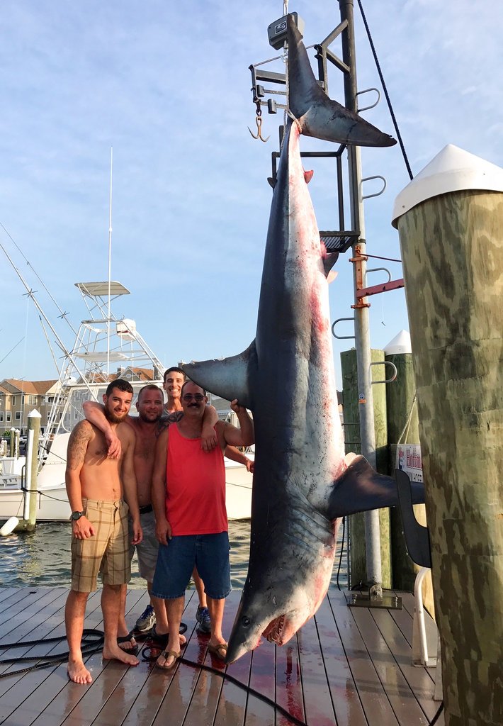  In this Saturday, July 22, 2017, photo provided by Jenny Lee Sportfishing, from left, Mark Miccio, Mark Miccio, Matt Miccio and Steve Miccio pose for a photo with a 926-pound Mako shark that they helped catch at Hoffmann Marina in Brielle, N.J. 