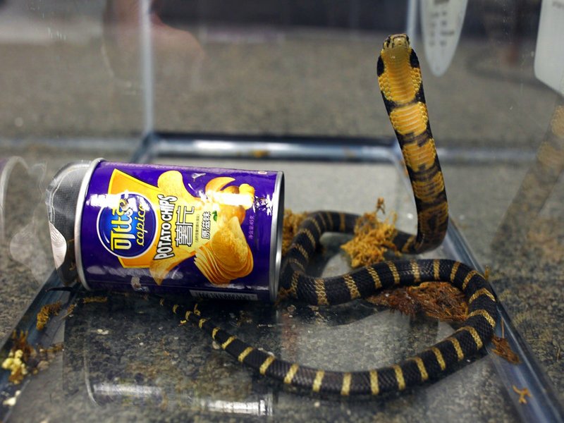 This undated photo provided by U.S. Fish and Wildlife shows a king cobra hidden in a potato chip can that was found in the mail in Los Angeles. 