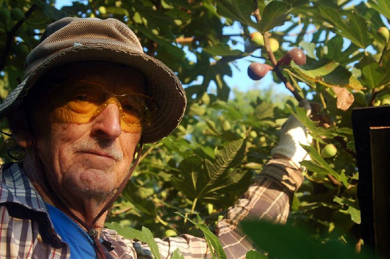 Marvin Smith harvests fi gs from one of his 40 trees in North Little Rock. “I’ve probably got more figs than anybody in Arkansas,” the 75-year-old Smith said.