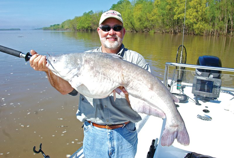 Guide James Patterson of Bartlett, Tenn., caught this nice Mississippi River blue catfish downstream from West Memphis. 