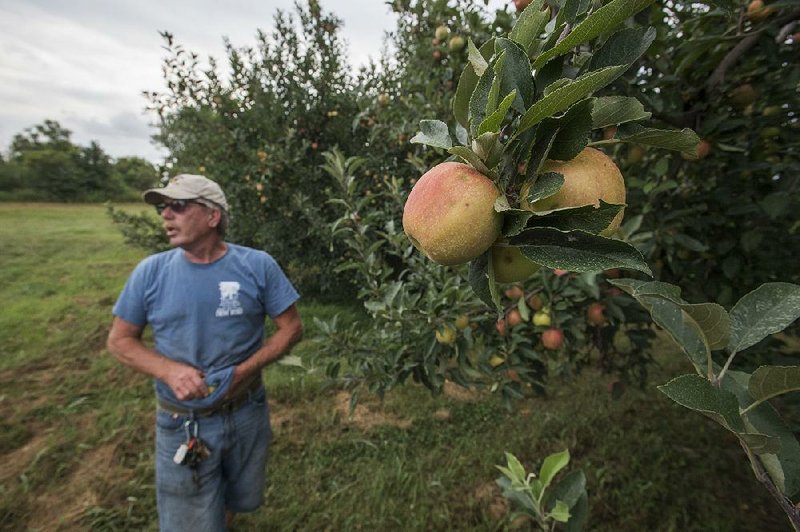 Stephen Vanzant polishes a Gala apple Wednesday at Vanzant Fruit Farms in Lowell. According to U.S. census data, there were about 2.5 million apple trees in Benton County in 1910, more than any other county in the nation.