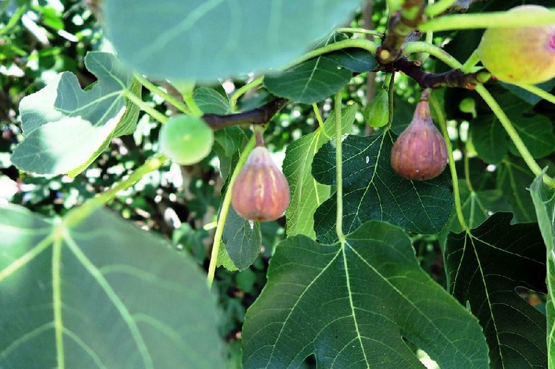 The common fig is having a good year in southern and central Arkansas. 