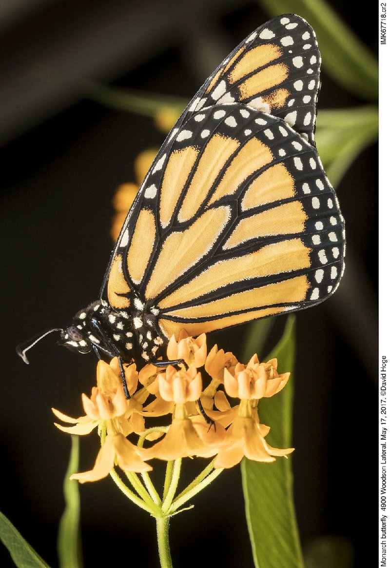 A monarch butterfly feeds on tropical milkweed. Some ecologists are suggesting that tropical milkweed may be contributing to the decline of the monarchs because extensive garden plantings in balmy Gulf States are causing monarchs to get sidetracked on their southward migration and that this is contributing to the spread of a pathogen that is killing or weakening the monarch. 
