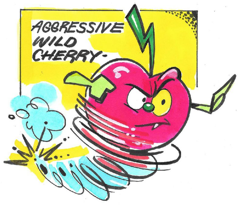 Arkansas Democrat-Gazette wild cherry illustration.