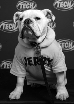 Jerry the Bulldog