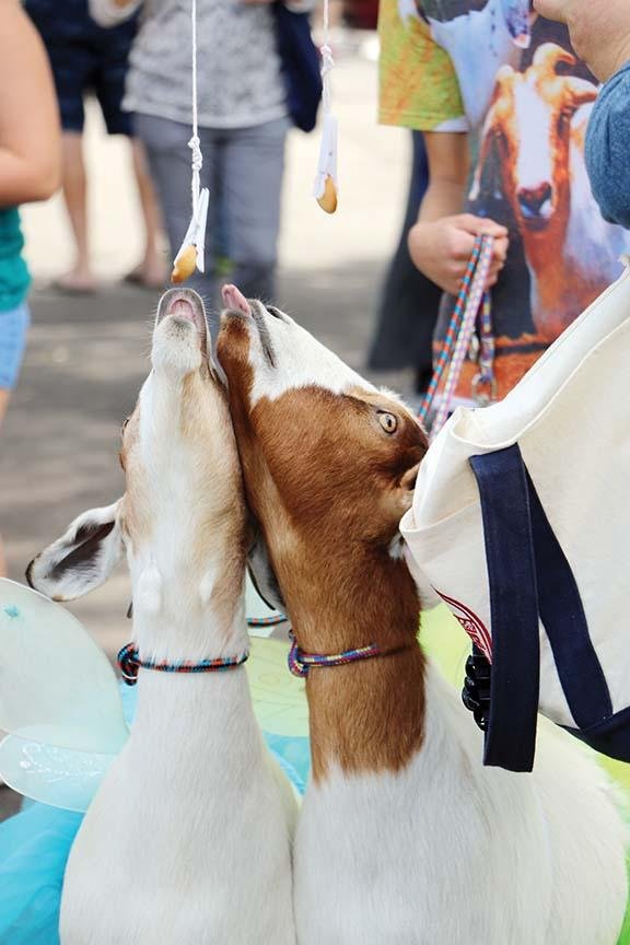 Second Arkansas Goat Festival to include lingerie fashion show, yoga