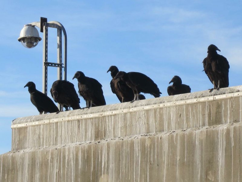 Black vultures gather on Bull Shoals Dam in this undated photo. The birds, a protected migratory species, have been responsible for livestock deaths across the state. 