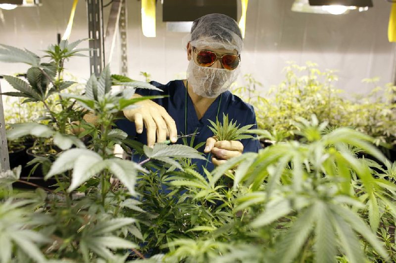 Noel Sola, a cultivation worker at Natural Ventures, inspects marijuana plants in Caguas, Puerto Rico last month. 
