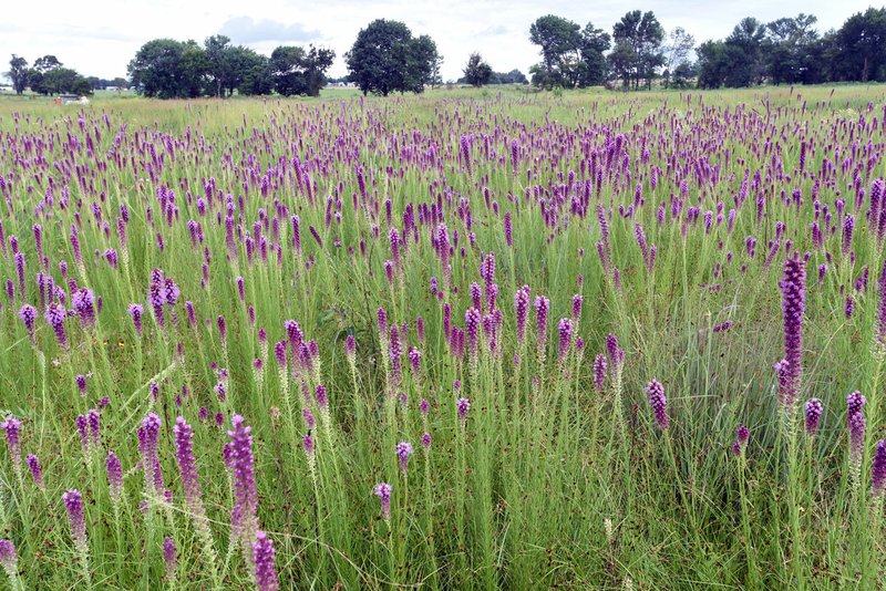 A stand of blazing star brings a dazzling blue to the Chesney Prairie Natural Area. 