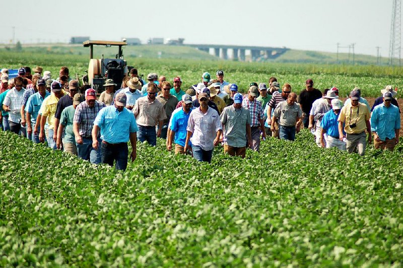 Farmers and agriculture industry workers walk through a Mississippi County soybean field Tuesday at the University of Arkansas’ Northeast Research and Extension Center in Keiser during UA’s annual “field day.” 