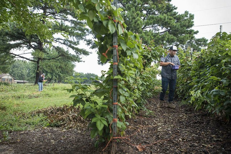 Rafael Rios picks blackberries as his sister, Christina Alvarado, digs carrots on their family farm in Rogers. The farm supplies produce to several Bentonville restaurants.
