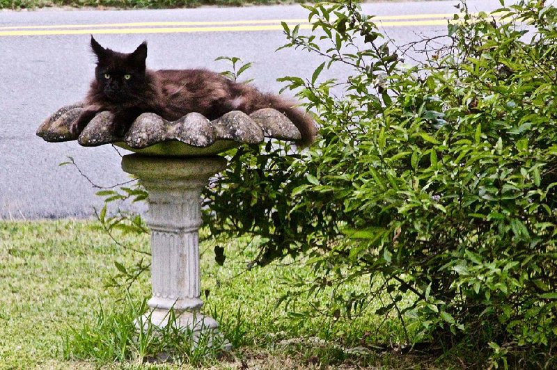 Alfred, a Maine coon who lives in Little Rock’s Kingwood neighborhood, displays typical superior feline cunning by disguising himself as a bird bath.Fayetteville-born Otus the Head Cat’s award-winning column of humorous fabrication appears every Saturday 