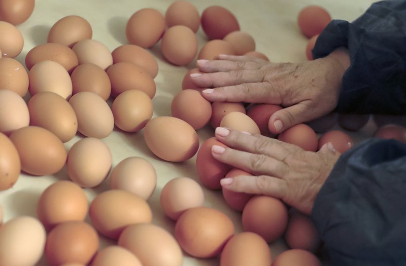 A woman touches fresh eggs at a chicken farm in Gaesti, southern Romania, Friday, Aug. 11, 2017. The European Union said Friday that it plans to hold an extraordinary meeting late next month over a growing tainted egg scandal as it revealed that products contaminated with an insecticide have now spread to 17 countries.(AP Photo/Vadim Ghirda)