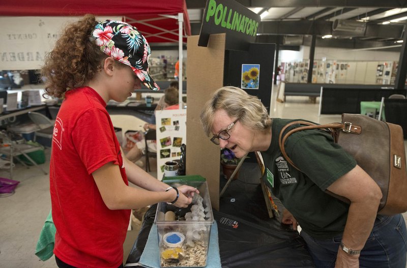 Tabitha Crawley (left) of Maysville shows her tiger Madagascar hissing cockroaches to Helen Jackson of Bentonville Friday at the Benton County Fair in Bentonville. Crawley is studying entomology for her 4-H project, and was a state winner last year with her collection of preserved insect specimens.