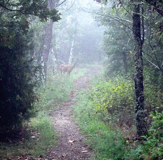 The Sentinel-Record/Corbet Deary FOGGY SCENE: Hikers who tread quietly along the trail leading from Gulpha Gorge to the top of Hot Springs Mountain are apt to see wildlife going about its everyday rituals. Here, a doe whitetail lurks in the fog.