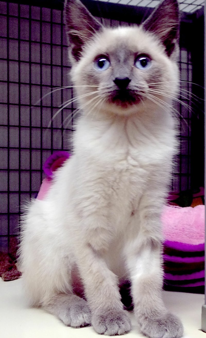 Lynn Atkins/The Weekly Vista This 14-week-old female is part of a litter of Siamese-mix kittens looking for a home. She is playful and friendly and will be spayed before adoption, Bella Vista Animal Shelter staff said. To adopt any of the dogs or cats at the shelter, visit 32 Bella Vista Way or call 479-855-6020.