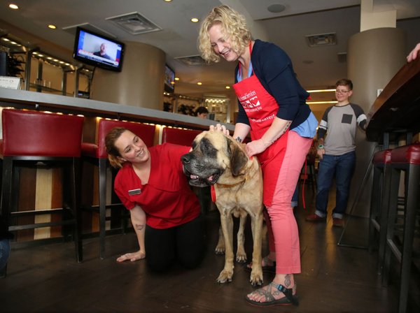 animal rescue north west