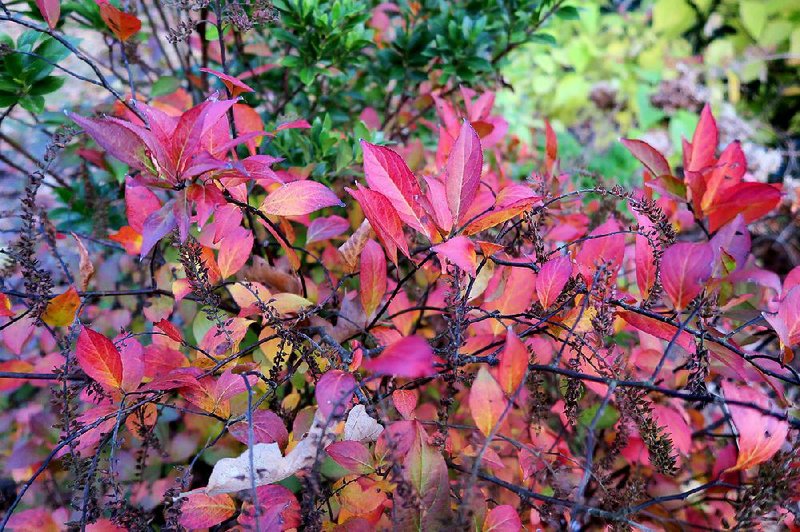 Itea’s an attractive native shrub when it blooms in the summer, and in the fall its red foliage really stands out against the dark stems.