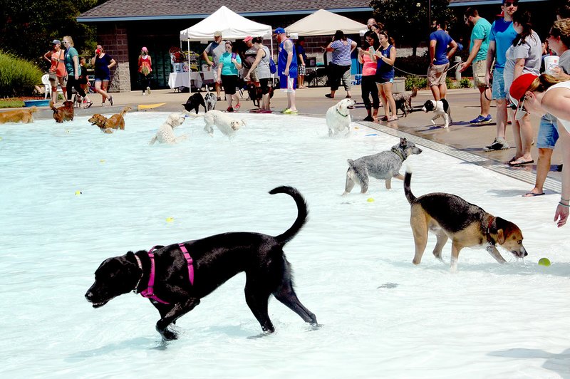 LYNN KUTTER ENTERPRISE-LEADER Saturday&#8217;s hot temperatures were perfect for a doggy pool party but probably not as good for their humans, who were not allowed to swim in the water. Friends of Prairie Grove Pound sponsor the annual Soggy Doggy Pool Party to help raise money to pay for vet bills and other costs to care for animals at the Prairie Grove Pound. Local vendors at the event included Arvest Bank, Legend Realty and PG Telco.