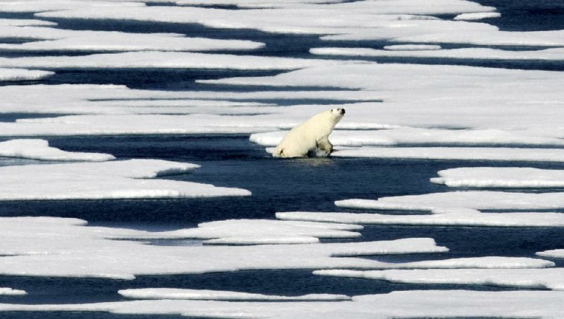 A polar bear crawls onto an ice !oe in the Franklin Strait in the Canadian Arctic Archipelago in July. Industry experts and researchers say that despite the retreat of ice and snow, there remain many obstacles preventing the removal of Arctic resources. 