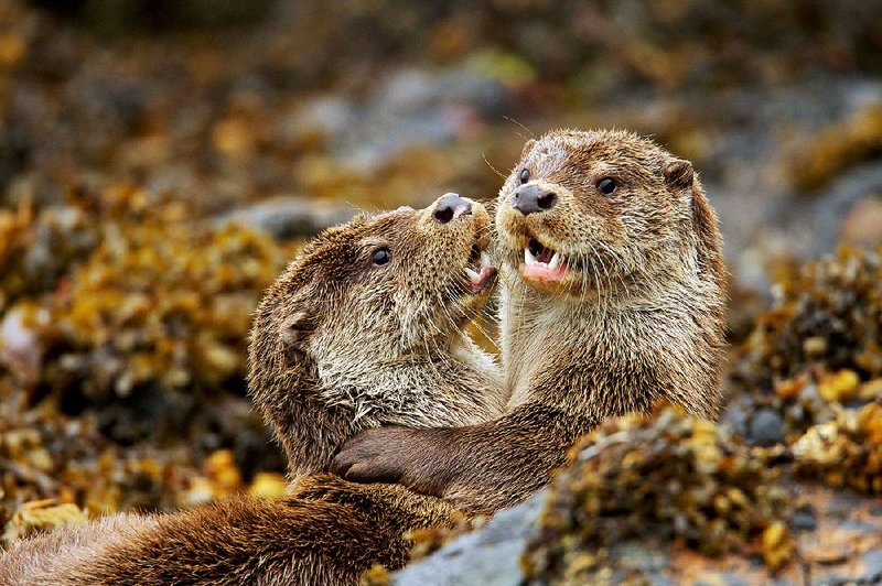 Nature’s 36th season on PBS will feature six new documentaries, one of which is an intimate look at the gregarious life of otters.
