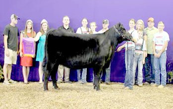 Photo submitted EXAR Frontier Gal 0556 won grand champion-owned female at the 2017 Ozark Empire Fair Junior Angus Show, July 28, in Springfield, Mo. Courtney Keaton, Anderson, Mo., owns the February 2016 daughter of Silveiras S Sis GQ 2353. She first won junior champion. Blaine French, Fayettville, Ark., evaluated the 56 entries. Photo by Adam Conover, American Angus Association.