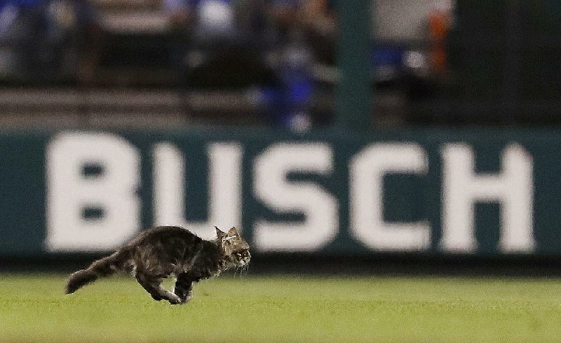 The Rally Cat won’t be spending any time with the St. Louis Cardinals. A nonprofit group which found the frolicking feline balked at allowing the team to use it as a mascot, saying the Cardinals wanted to exploit the cat rather than take care of it.