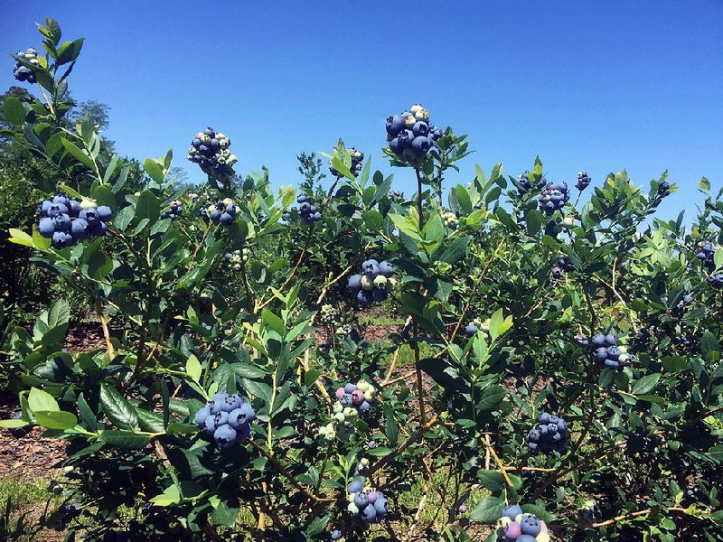 Blueberry Krewer is a large-fruited rabbiteye variety developed by the University of Georgia. Southern highbush and rabbiteye varieties broaden the range of blueberries and the choice of home gardeners as far north as USDA Planting Zone 6B.
