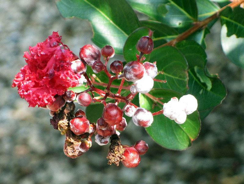 Some varieties of crape myrtle are more susceptible than others, but a humid summer with frequent rain encourages powdery mildew on them all.