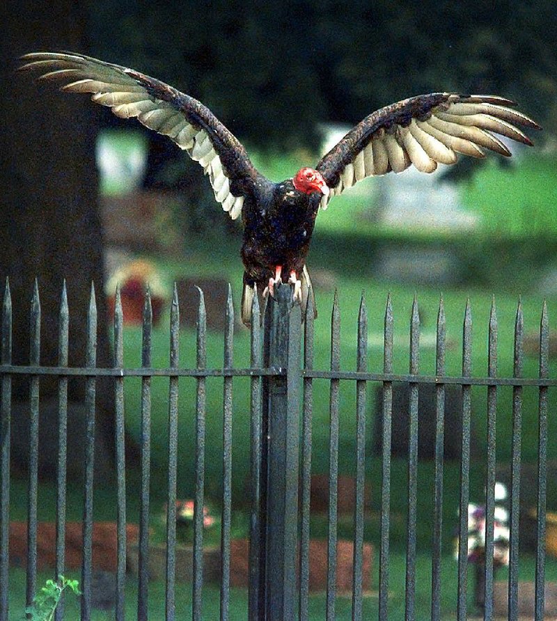 Arkansas zealots are lobbying to make the noble turkey vulture the official state bird. It would replace the overused northern mockingbird.Fayetteville-born Otus the Head Cat’s award-winning column of humorous fabrication appears every Saturday.