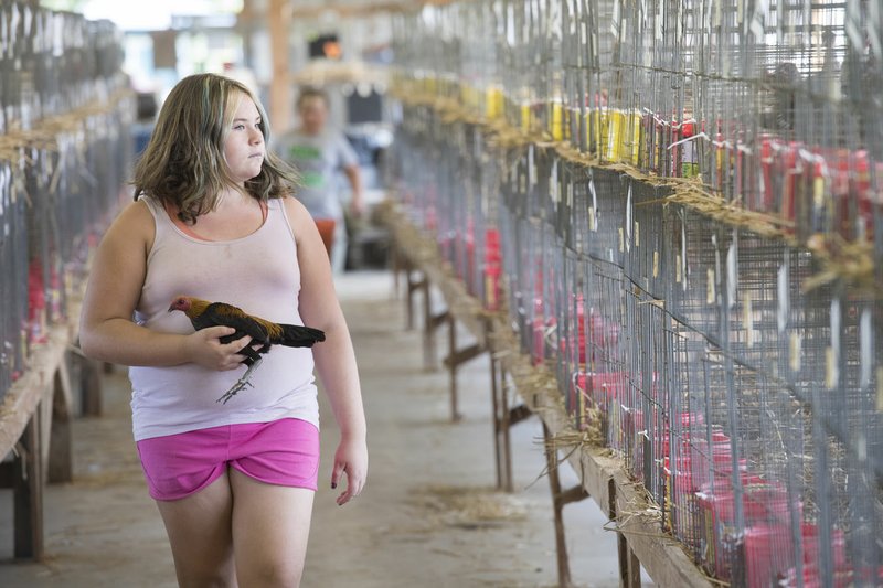 Cadi Cox, 10, of Elkins looks for a cage for her chicken Sunday at the Washington County Fair in Fayetteville. The fair opens Tuesday and runs through Sept. 2. For more information, go to www.mywashcofair.com/.