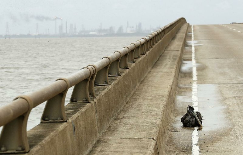 A pelican injured during Hurricane Harvey sits on a bridge Saturday in Port Lavaca, Texas, with an oil refinery in the background. The storm has led to shutdowns equal to 15 percent of the nation’s refi ning capacity.