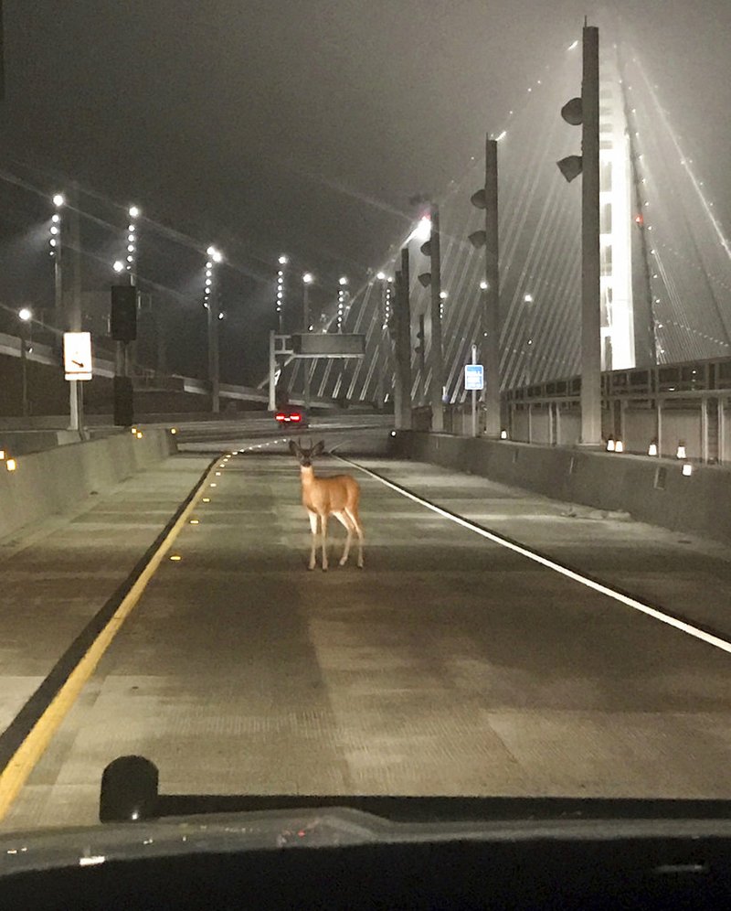 This photo provided by the California Highway Patrol shows a doe caught in the headlights of a CHP cruiser on the San Francisco-Oakland Bay Bridge early Tuesday, Aug. 29, 2017. 