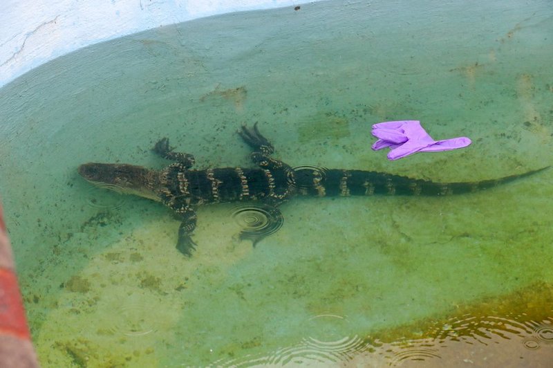 A 4-foot alligator was found and removed from an outdoor pool Aug. 15, 2017, at the Bayview Inn & Suites in Atlantic City, N.J. 