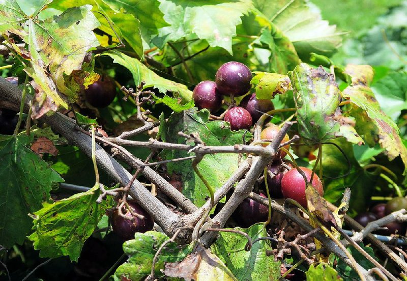 Muscadines, wild or cultivated, thrive in Arkansas.

