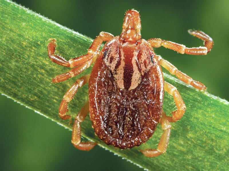A female tick climbs a blade of grass. With its eight jointed legs, ticks are related scorpions and spiders. 

