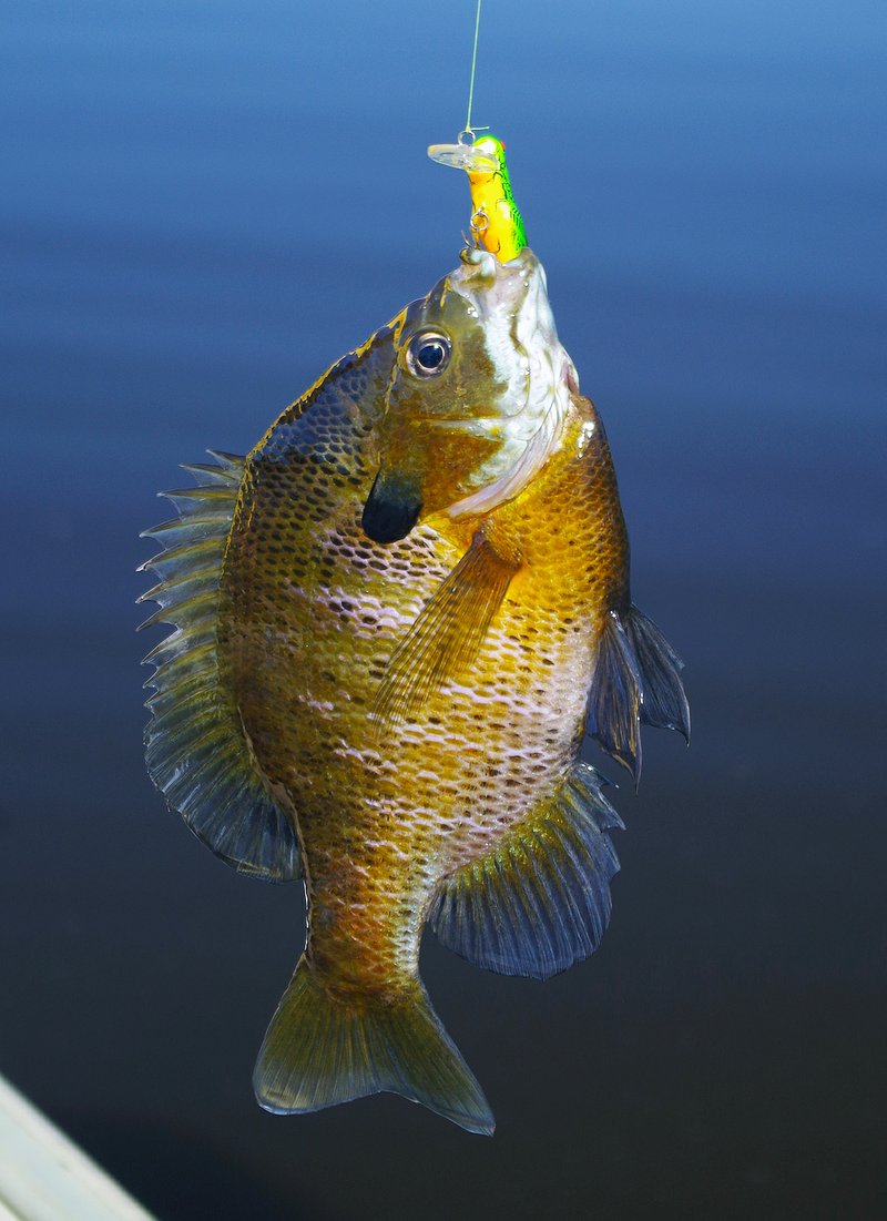 Panfish Sunfish Caught with Worm Hanging on Hook and Fishing Line