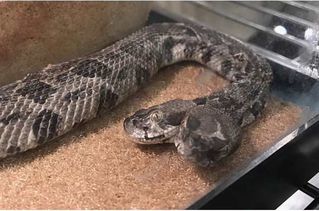 The two-headed snake was taken from a home near Forrest City to Forrest L. Wood Crowley's Ridge Nature Center in Jonesboro.