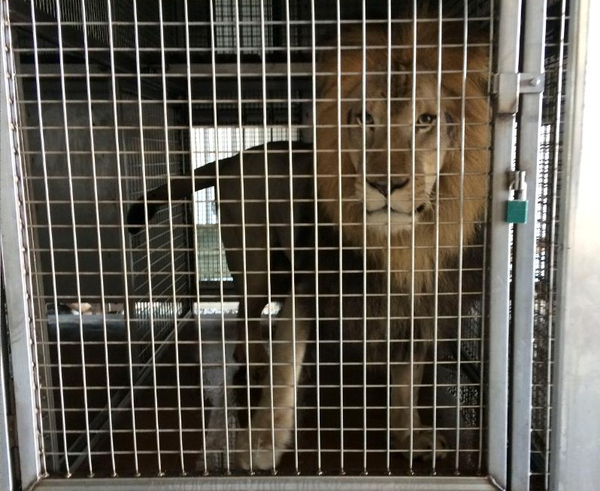 PHOTOS: Lions, tigers, leopard found in cages in Arkansas workshop