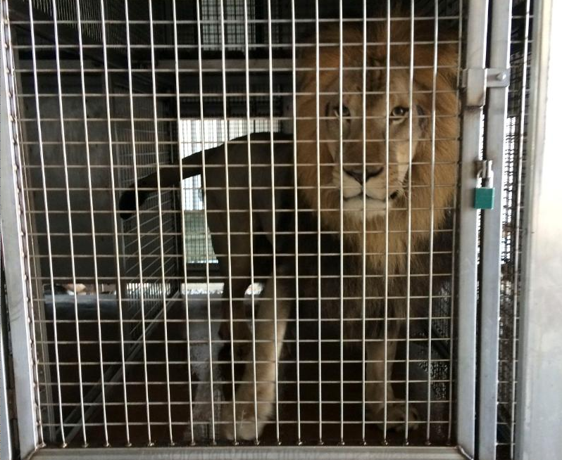 This photo released by the Arkansas Game & Fish Commission shows a lion that was found Saturday night in an Arkansas workshop.
