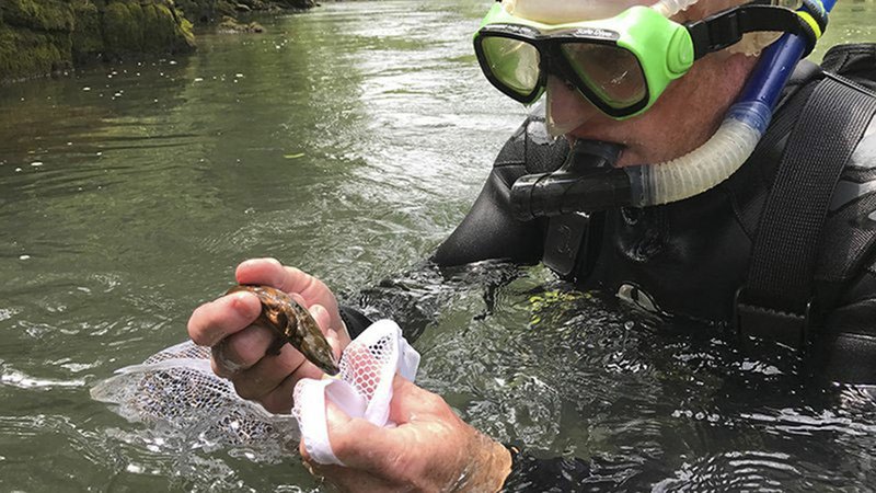 Hellbenders raised in captivity are released into the Eleven Point River in Randolph County, north of Pocahontas.