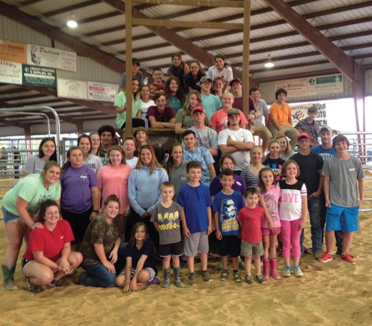 Cattle fair essay 08 picture