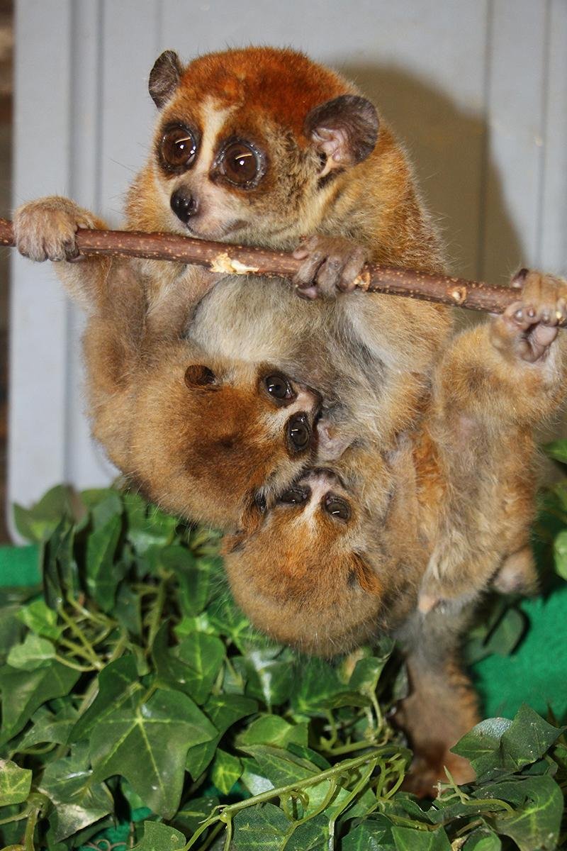 The Little Rock Zoo provided this photo of Mihn Yih with her babies Apollo and Artemis.