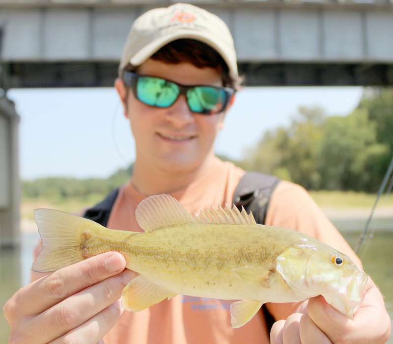 Keith Bryant/The Weekly Vista Andrew Taylor, who recently earned his Ph.D in fisheries and aquatic ecology, shows a Neosho Small Mouth Bass. The main distinction between this smallmouth bass and others, he said, is the shape of the splotches on its body. This subspecies, he said, is genetically distinct from other smallmouth bass and exclusive to the area surrounding McDonald County.