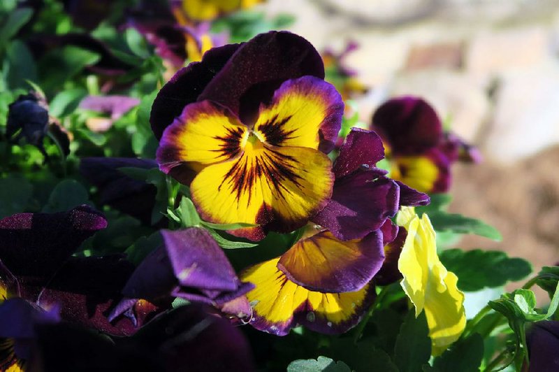 Southerners love pansies: Plant them after the heat fades and before the cold hits, give them plenty of fertilizer, and then stand back and count the blooms.