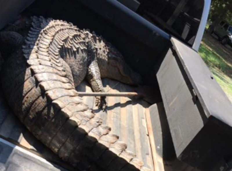 One alligator weighed 524 pounds and measured 11 feet 8 inches. 