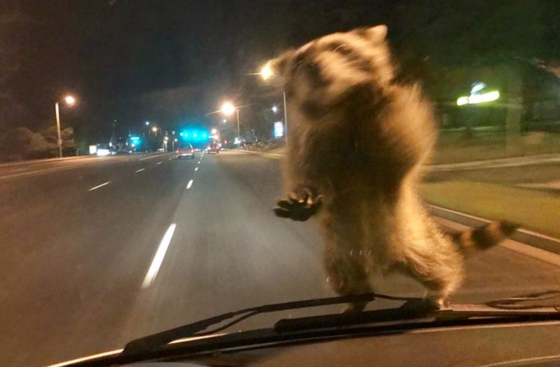 This Wednesday, Sept 20, 2017, image released by the Colorado Springs Police Department shows a van dash camera showing a raccoon on a windshield. 