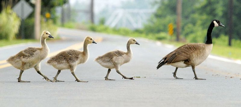 A French Canada goose leads her “oisons” politely across a street in Montreal. An estimated 3,500 of the rare birds have descended on Greers Ferry Lake.Fayetteville-born Otus the Head Cat’s award-winning column of humorous fabrication appears every Saturday.