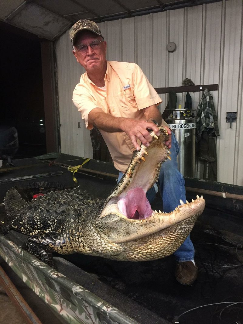 John Call of Cabot killed this 11-foot, 10-inch alligator last Sunday at Bois dArc Wildlife Management Area near Hope. Call’s sons-in-law, David Covington and Jeff Newman, assisted.